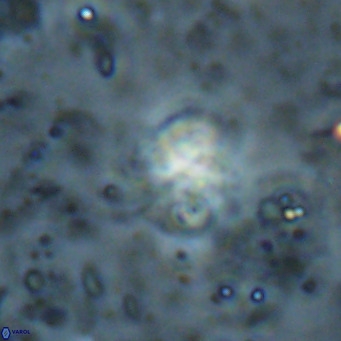 Ilselithina fusa VR 028735