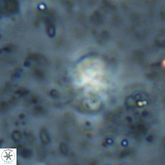 Ilselithina fusa VR 028735