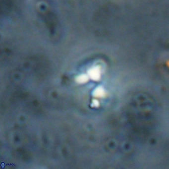 Ilselithina fusa VR 028736