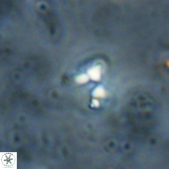 Ilselithina fusa VR 028736