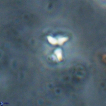 Ilselithina fusa VR 028738