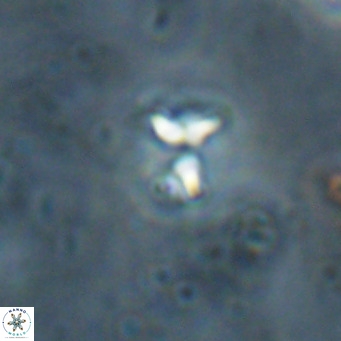 Ilselithina fusa VR 028738