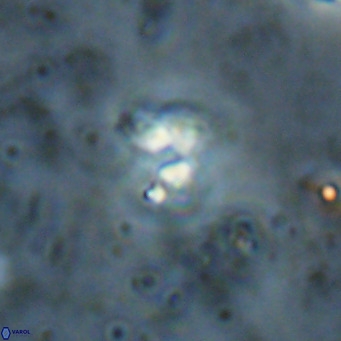 Ilselithina fusa VR 028739