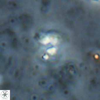 Ilselithina fusa VR 028739