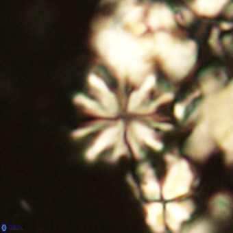 Ilselithina fusa VR 24168