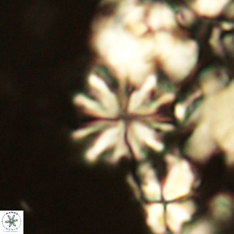 Ilselithina fusa VR 24168