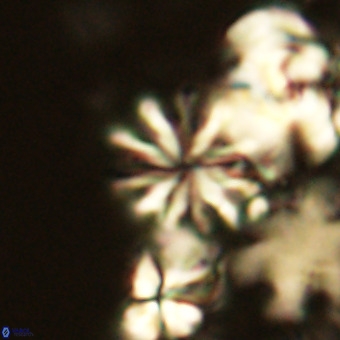 Ilselithina fusa VR 24169