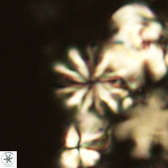 Ilselithina fusa VR 24169