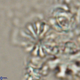 Ilselithina fusa VR 24171