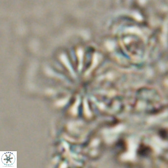 Ilselithina fusa VR 24171