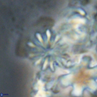 Ilselithina fusa VR 24172