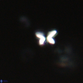 Ilselithina fusa VR 31318
