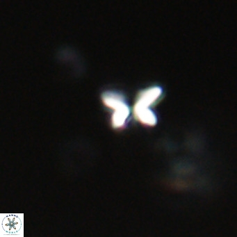 Ilselithina fusa VR 31318