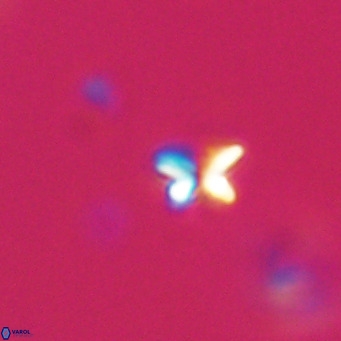Ilselithina fusa VR 31319