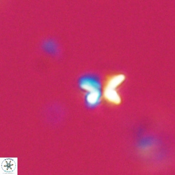 Ilselithina fusa VR 31319