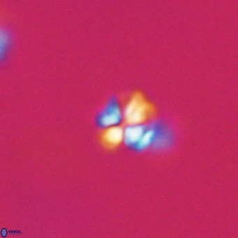Ilselithina fusa VR 31324