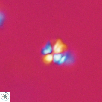Ilselithina fusa VR 31324