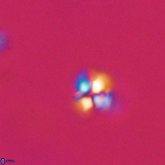 Ilselithina fusa VR 31325
