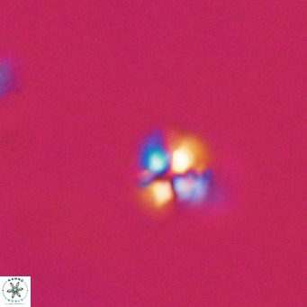 Ilselithina fusa VR 31325