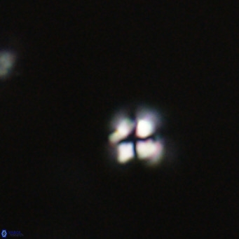Ilselithina fusa VR 31326