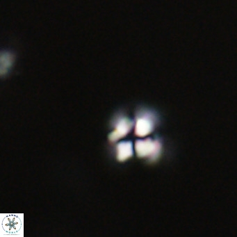 Ilselithina fusa VR 31326