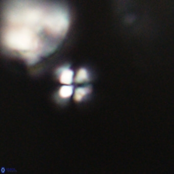 Ilselithina fusa VR 31327