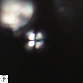 Ilselithina fusa VR 31327