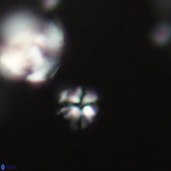 Ilselithina fusa VR 31328