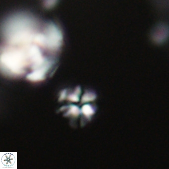 Ilselithina fusa VR 31328
