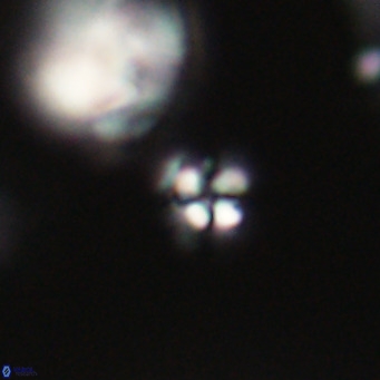 Ilselithina fusa VR 31329