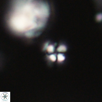 Ilselithina fusa VR 31329