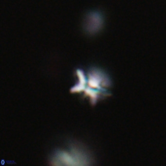 Ilselithina fusa VR 31321