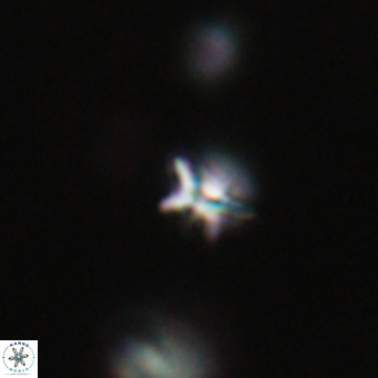 Ilselithina fusa VR 31321