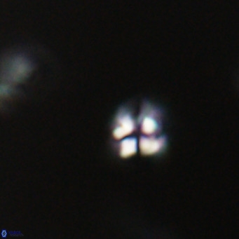 Ilselithina fusa VR 31322