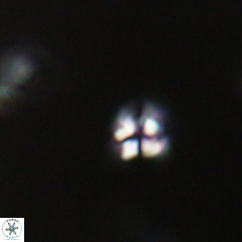 Ilselithina fusa VR 31322