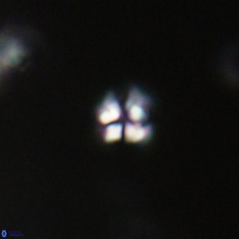 Ilselithina fusa VR 31323
