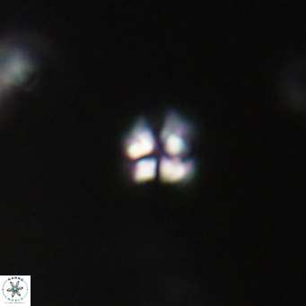 Ilselithina fusa VR 31323