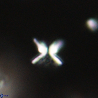 Ilselithina fusa VR 31399