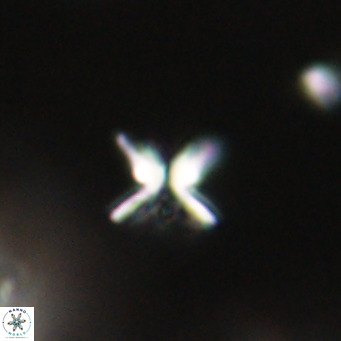 Ilselithina fusa VR 31399