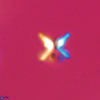 Ilselithina fusa VR 31405