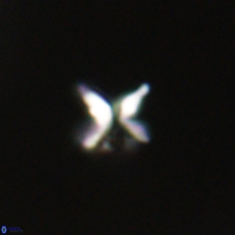 Ilselithina fusa VR 31406