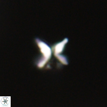 Ilselithina fusa VR 31406