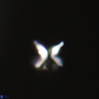 Ilselithina fusa VR 31407