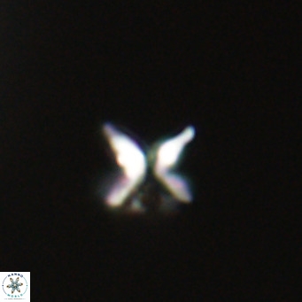 Ilselithina fusa VR 31407