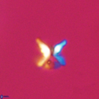 Ilselithina fusa VR 31408