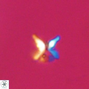 Ilselithina fusa VR 31408