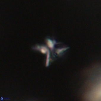 Ilselithina fusa VR 31402