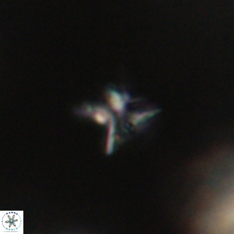Ilselithina fusa VR 31402