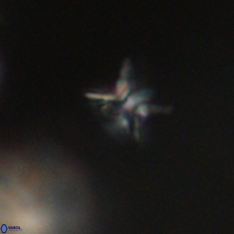 Ilselithina fusa VR 31403