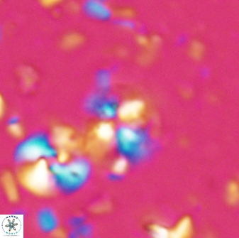 Ilselithina fusa 27960